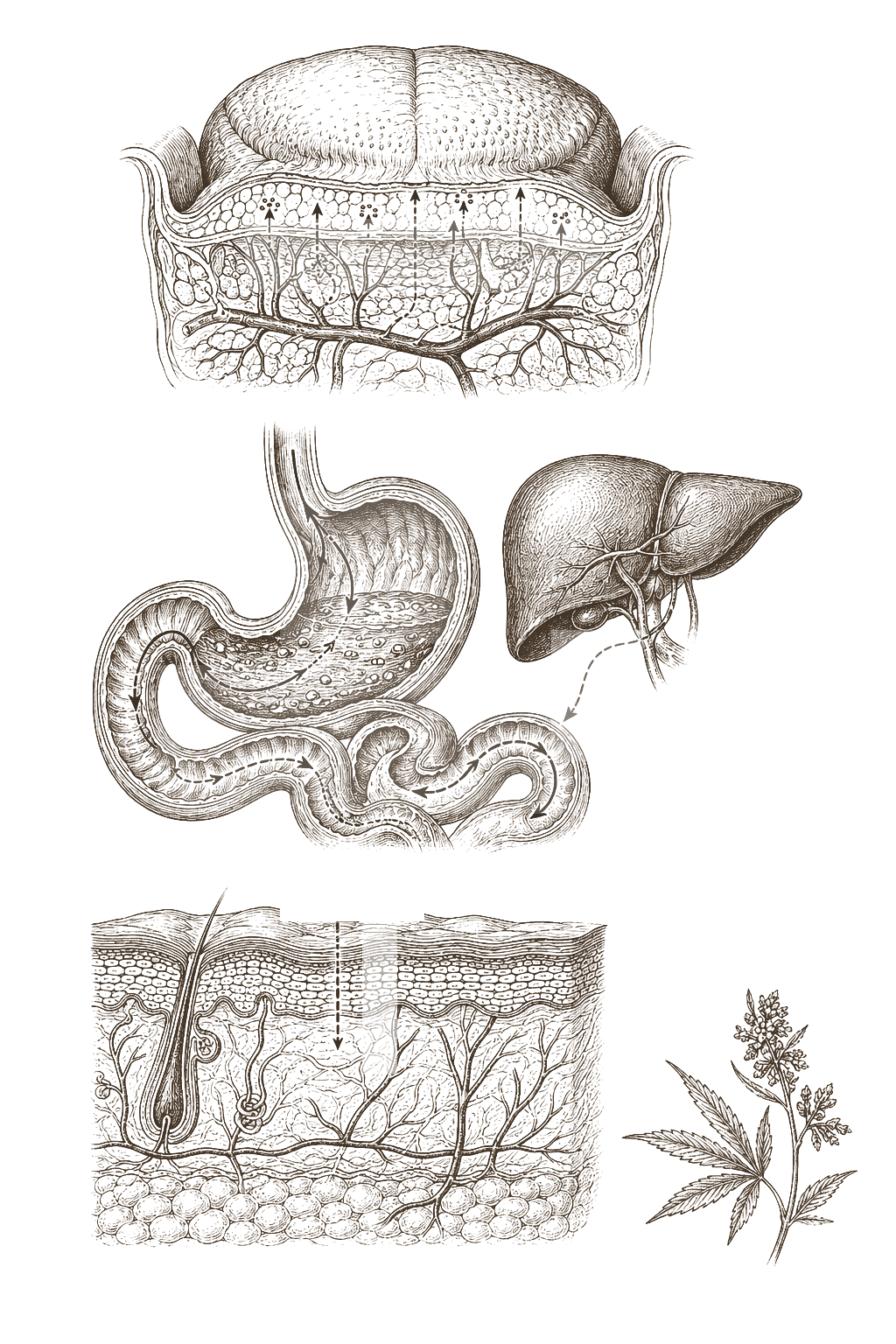 Archival anatomical plate — tongue, gastric, and skin cross-sections showing three administration routes in 19th-century engraving style