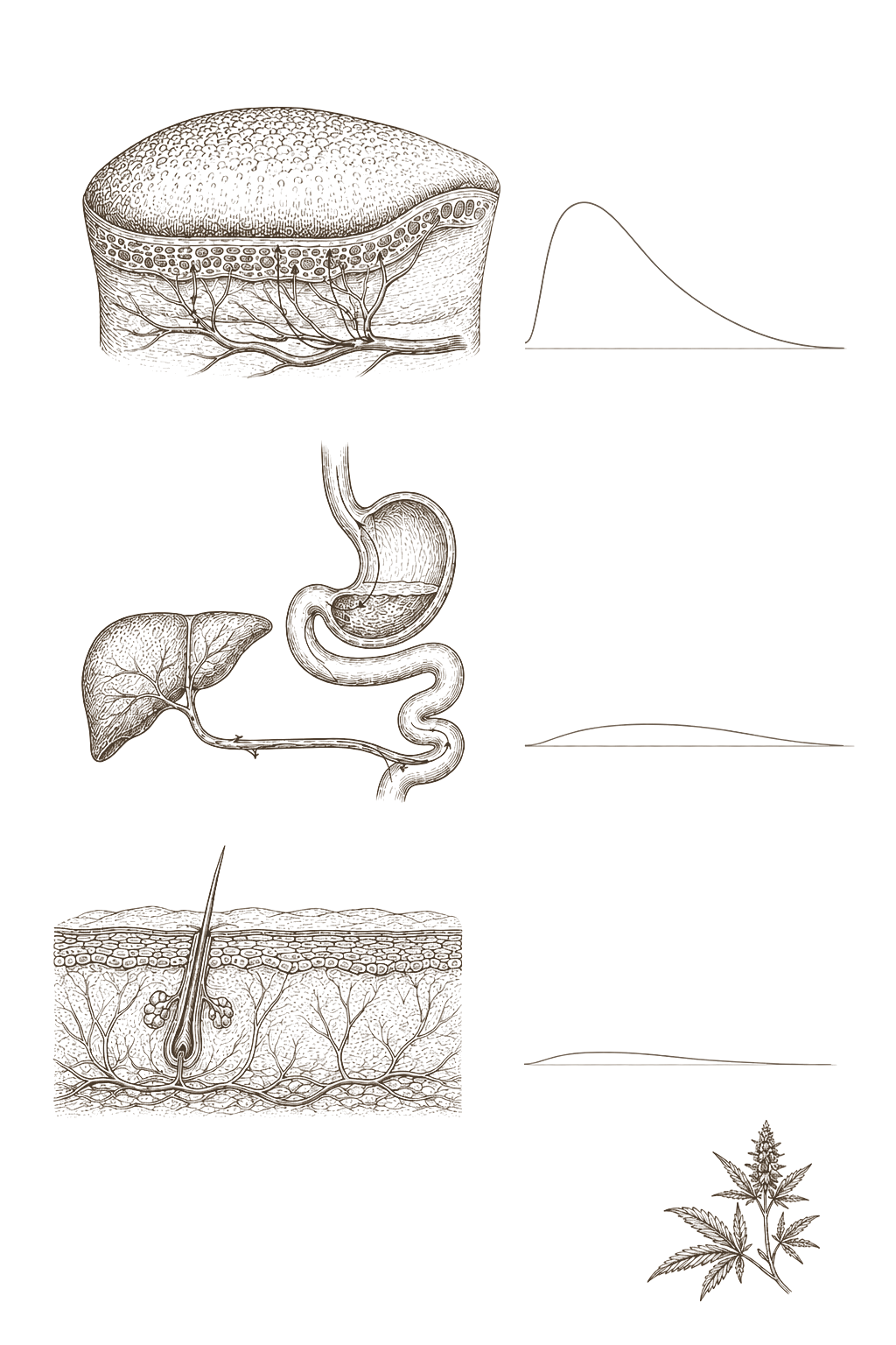 Archival pharmacokinetic plate — sublingual, oral, and topical absorption routes with curve profiles in 19th-century engraving style