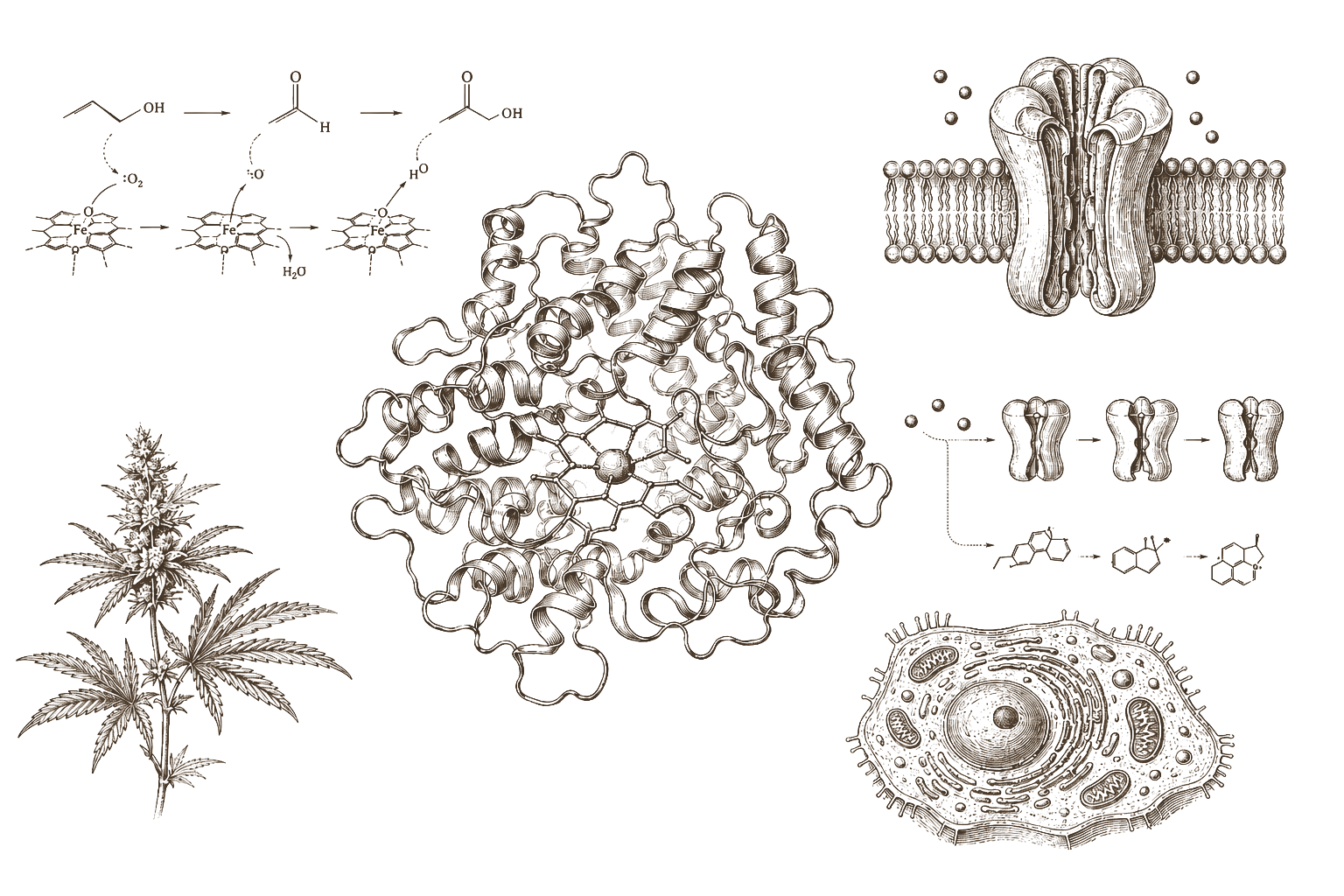 Archival enzyme mechanism plate — GABA signalling overlap and CYP2E1 metabolic pathway diagram in 19th-century engraving style