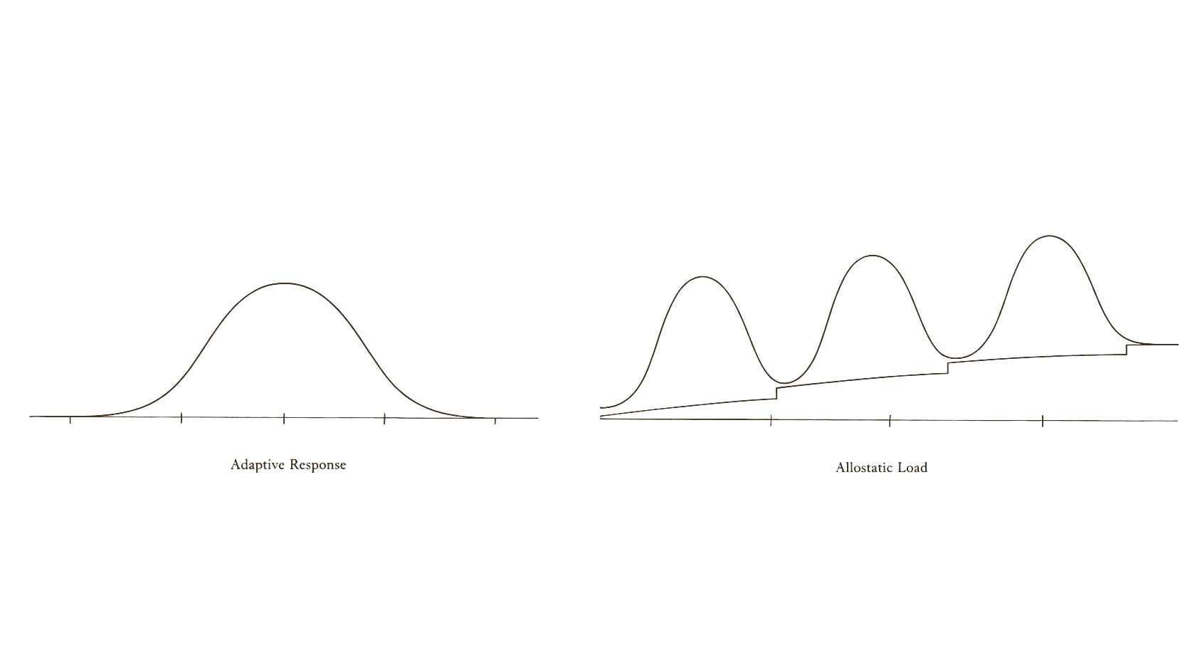 Archival physiological comparison plate — adaptive stress response versus accumulated allostatic load in 19th-century engraving style