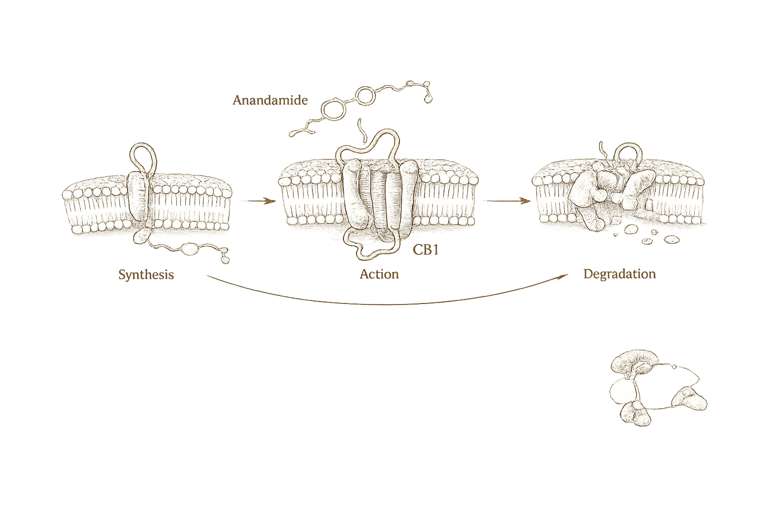 Archival process plate — anandamide and 2-AG synthesis, receptor action, and enzymatic degradation cycle in 19th-century engraving style