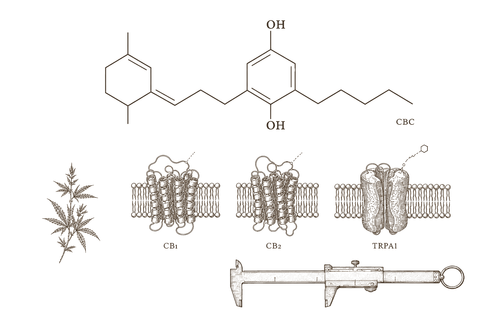Archival monograph plate — CBC molecular structure, TRPA1 channel, and receptor profile in 19th-century engraving style