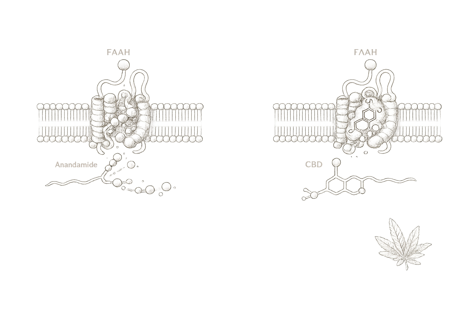Archival mechanism plate — FAAH enzyme degrading anandamide versus CBD inhibition comparison in 19th-century engraving style
