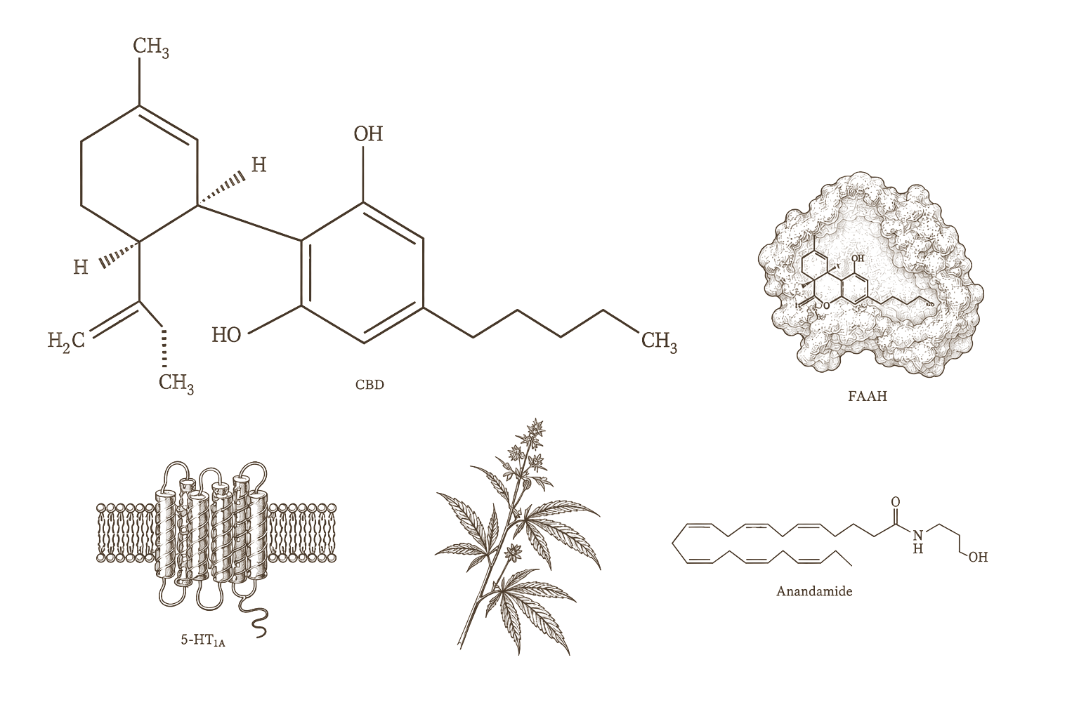 Archival monograph plate — CBD molecular structure, FAAH inhibition, and 5-HT1A receptor mechanism in 19th-century engraving style