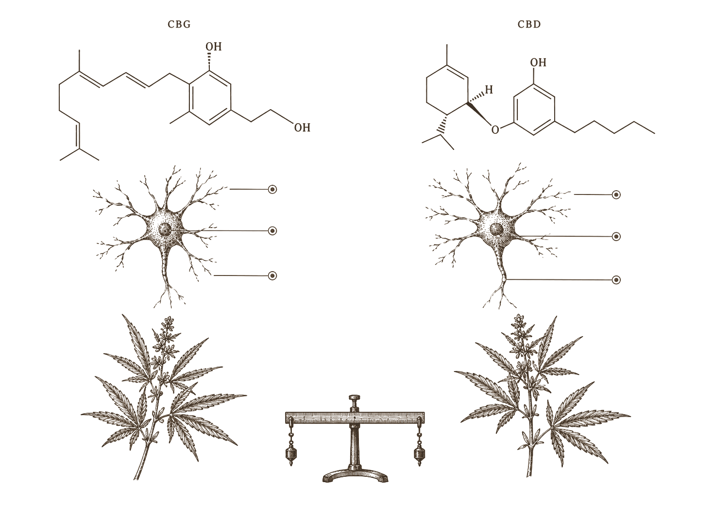 Archival comparison plate — CBG and CBD as parallel pharmacopoeia reference columns in 19th-century engraving style