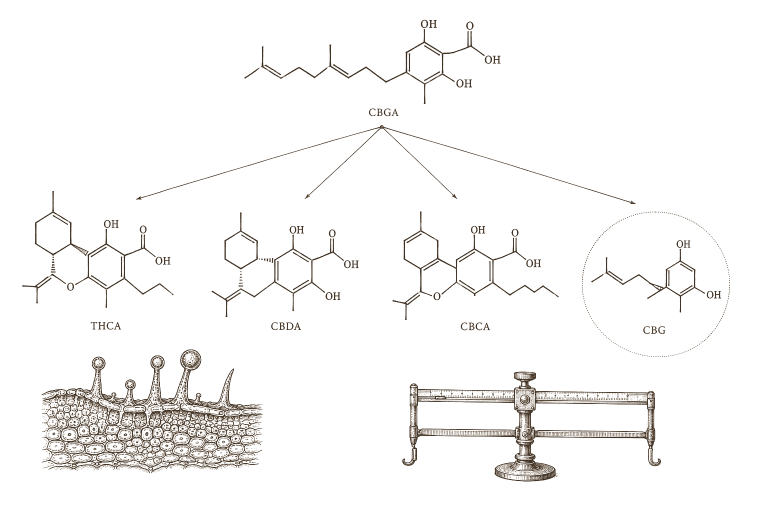 Archival biosynthesis plate — CBGA precursor branching to CBG, CBD, THC, and CBC in 19th-century engraving style