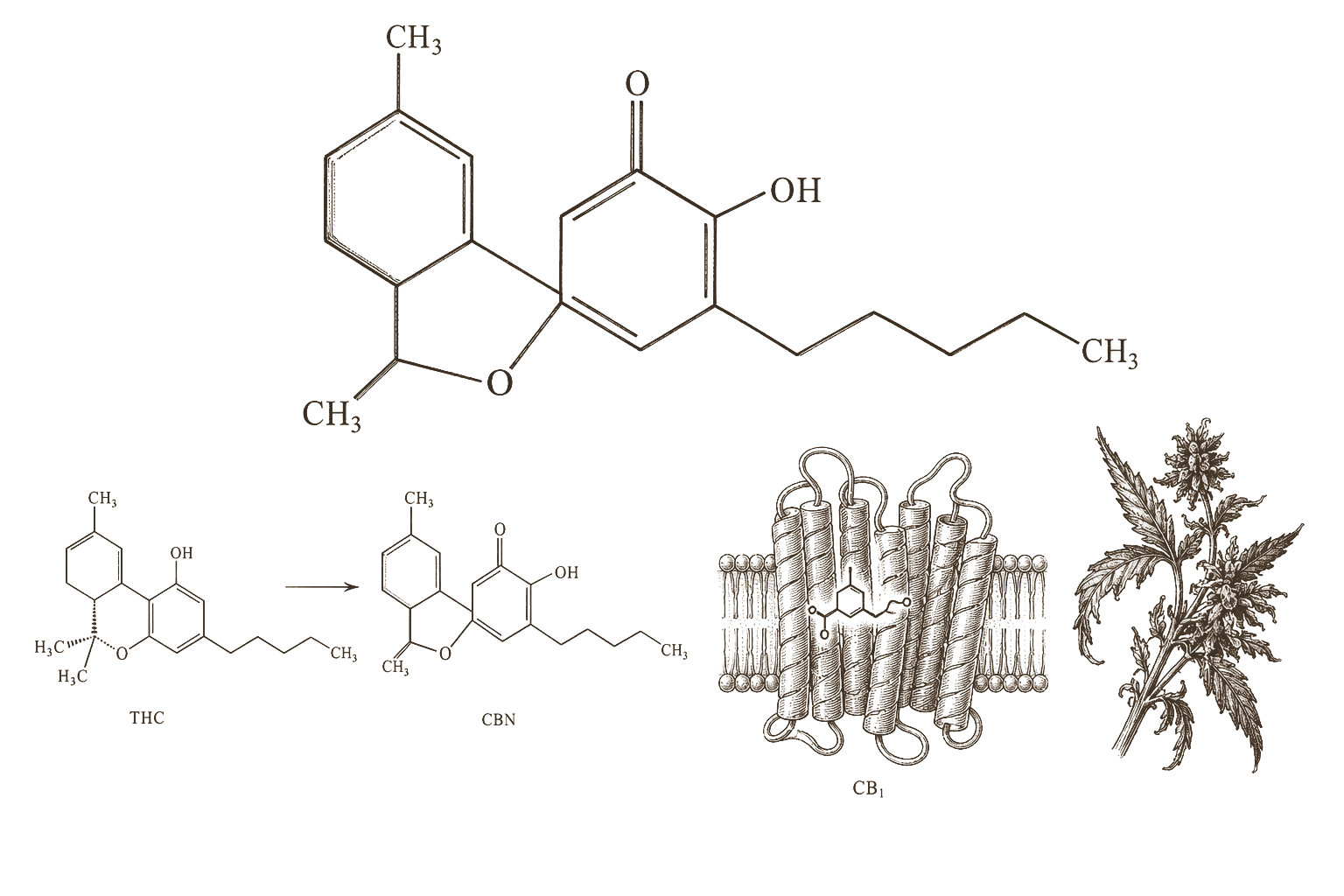 Archival monograph plate — CBN molecular structure, oxidative origin, and CB1 partial agonism in 19th-century engraving style