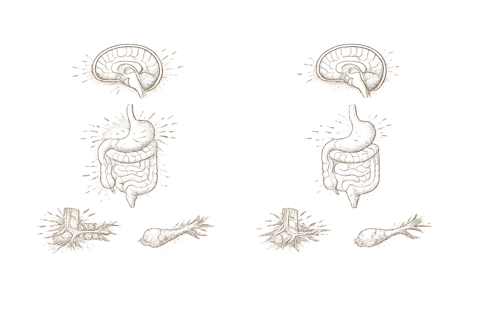 Archival hypothesis plate — normal ECS tone versus proposed low ECS tone comparison in 19th-century engraving style