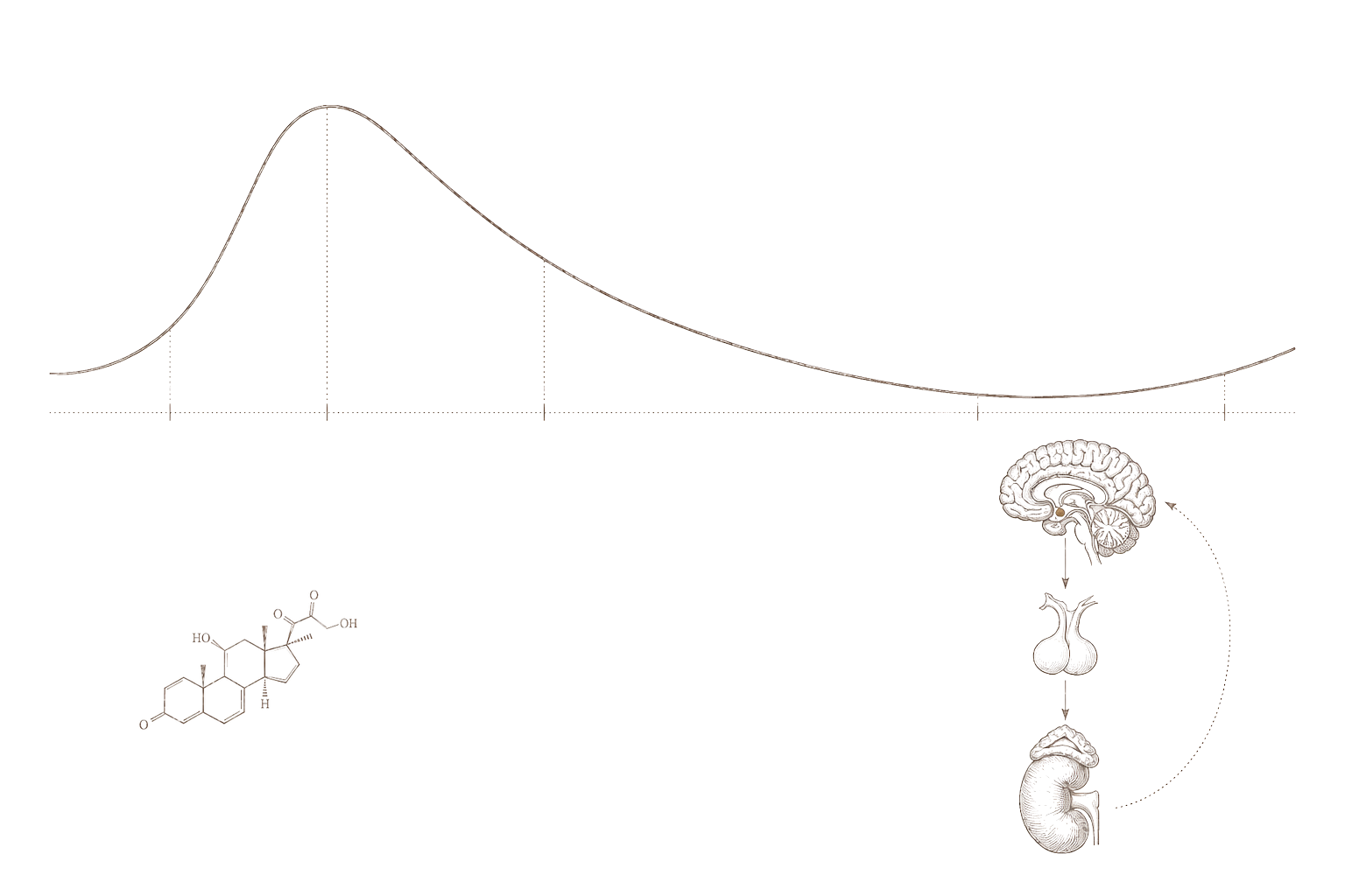 Archival endocrine plate — cortisol diurnal rhythm curve with HPA feedback loop in 19th-century engraving style