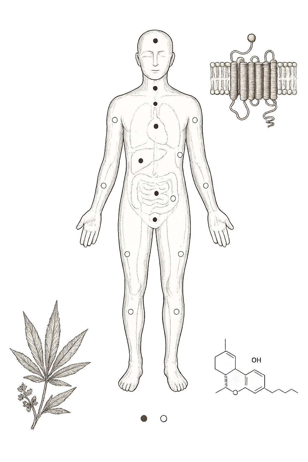 Archival anatomical plate — whole-body ECS with CB1 and CB2 receptor distribution sites in 19th-century engraving style