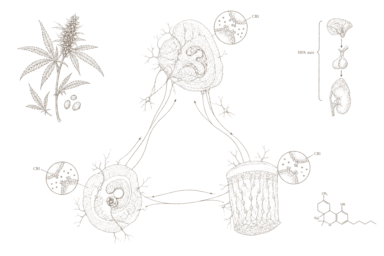 Archival anatomical plate — hypothalamus, amygdala, and prefrontal cortex with CB1 stress circuit in 19th-century engraving style