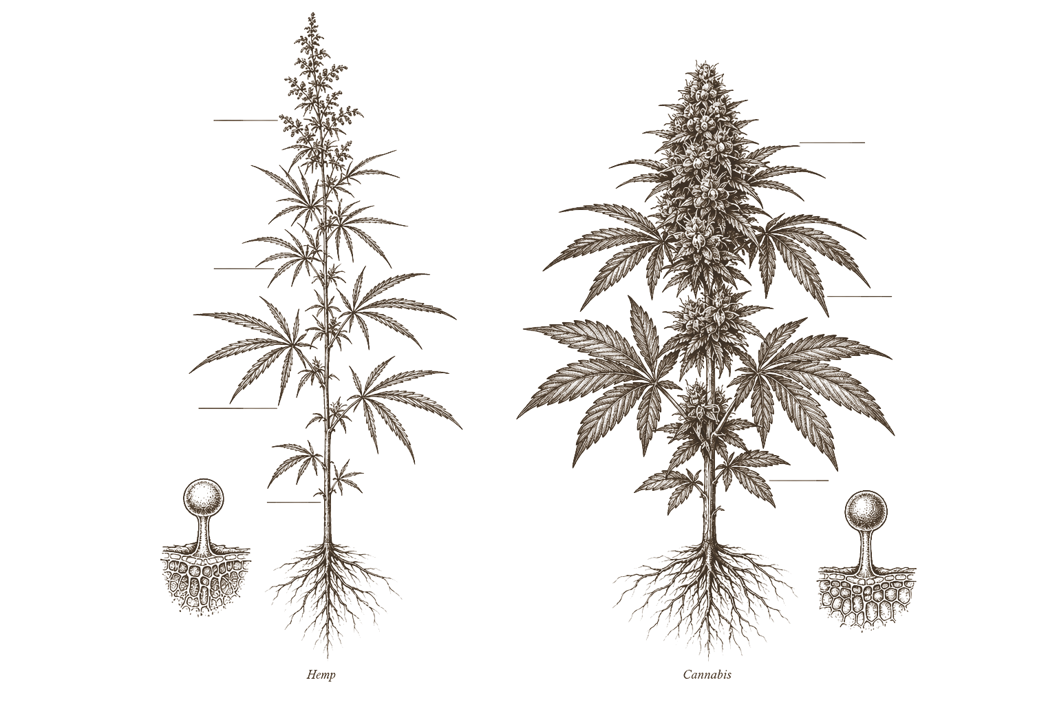 Archival botanical plate — hemp and cannabis as parallel natural history reference specimens with distinctions annotated in 19th-century engraving style