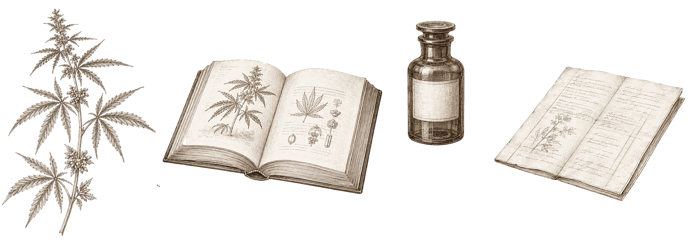 Botanical illustration — representing the understanding section of the J.P. Hemp Company research archive