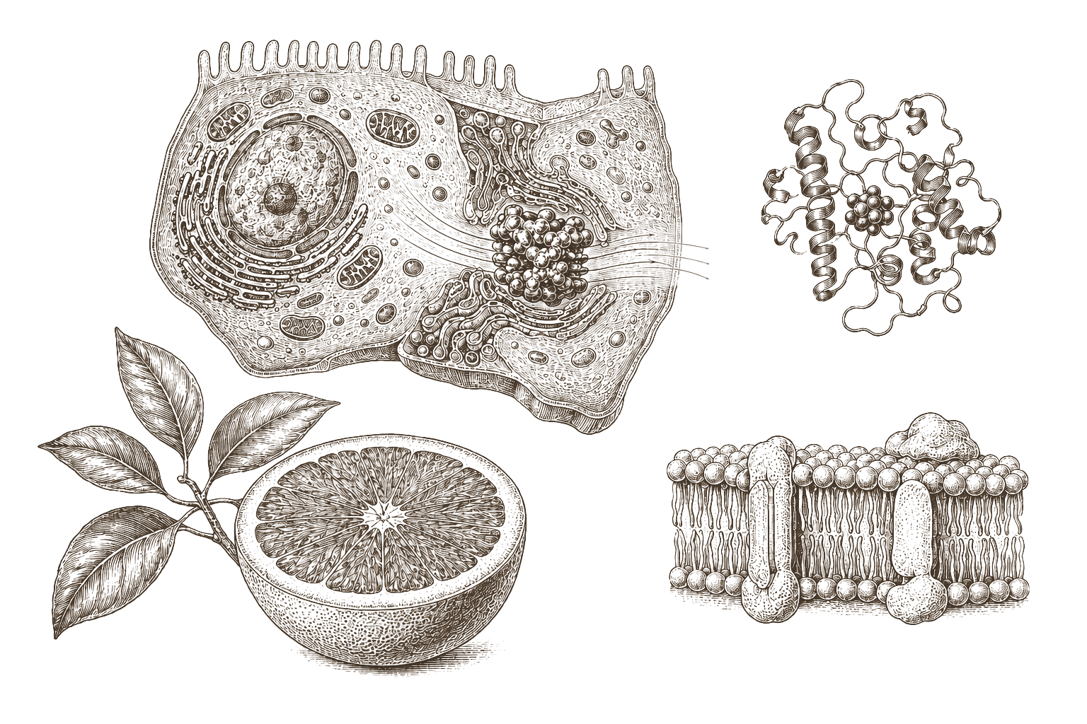 Archival enzyme reference plate — CYP450 liver enzyme pathway with grapefruit botanical specimen inset in 19th-century engraving style