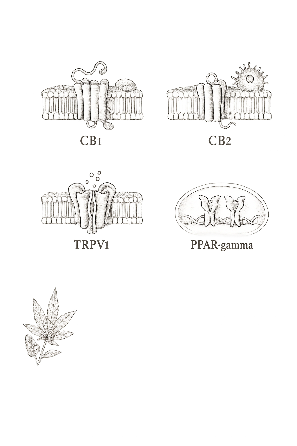 Archival receptor plate — CB1, CB2, TRPV1, and PPAR-gamma receptor types as reference entries in 19th-century engraving style